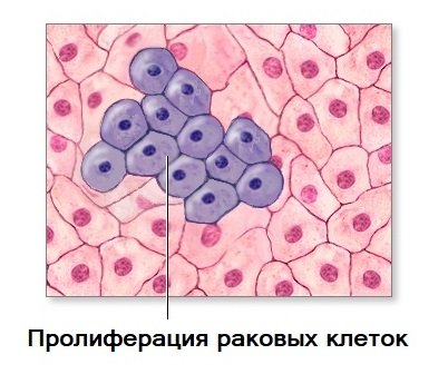 Пролиферация - что это такое?