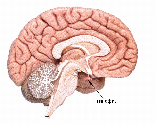 Аденома гипофиза - симптомы, лечение, прогноз у женщин и мужчин
