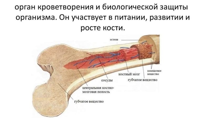 Мозговые кости фото