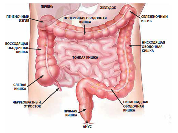 Колоректальный рак: что это такое, симптомы и прогноз