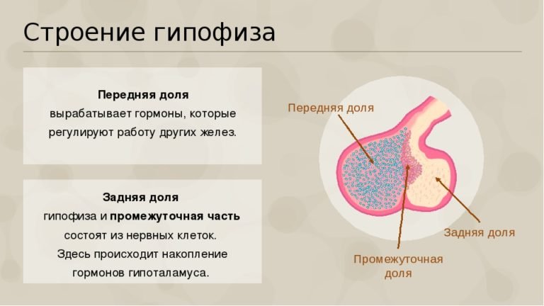 Микроаденома гипофиза - что это такое, симптомы илечение