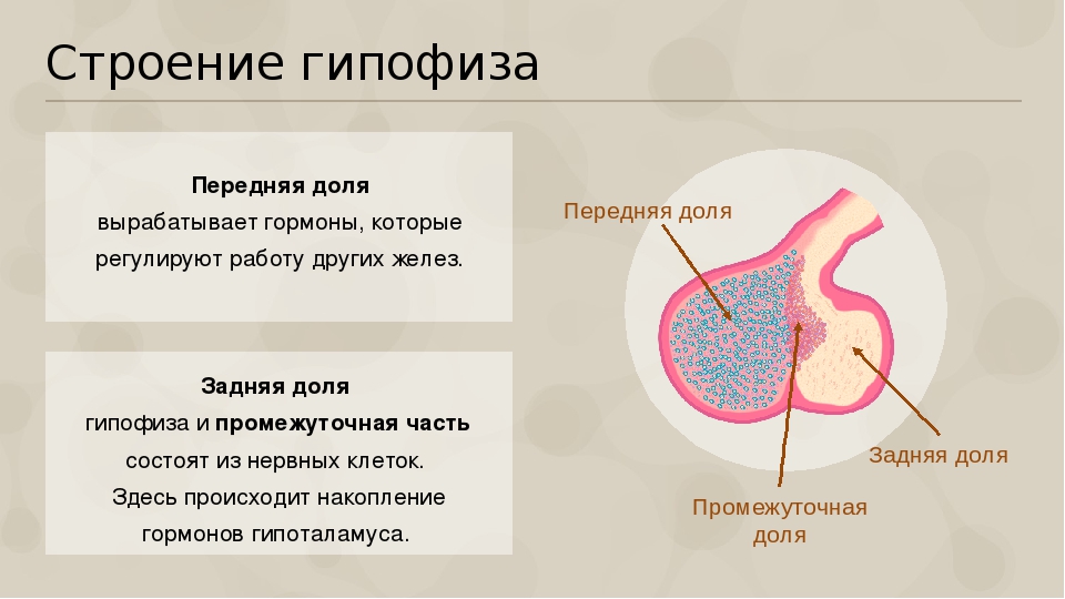 Гипофиз ткань. Анатомические структуры передней доли гипофиза. Гипофиз строение , гормоны передней доли гипофиза.