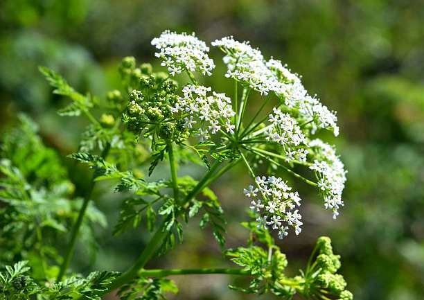 Болиголов от рак - лечебные свойства и противопоказания