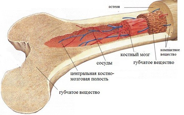 Опухоль мозга фото