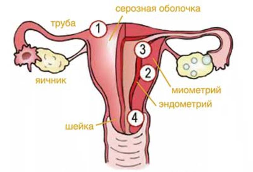 Миометрий и эндометрий. Строение матки миометрий. Перешеек матки.