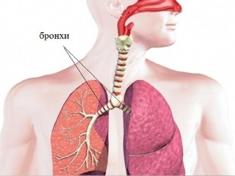 Бронхи фото на человеке месторасположение