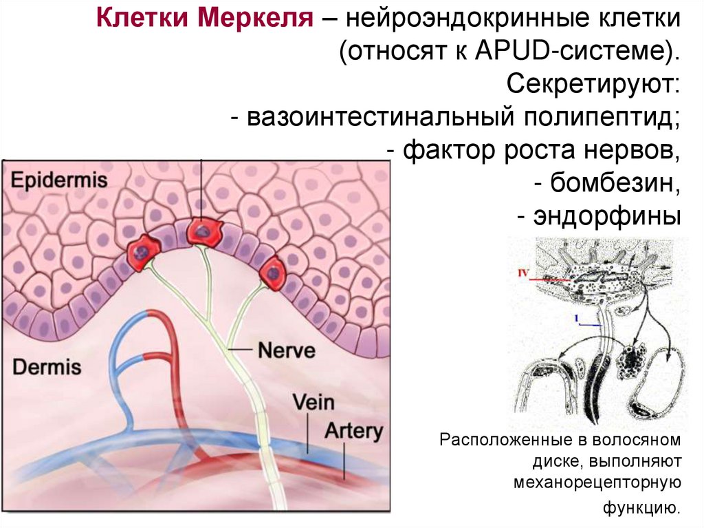 Нейроэндокринные клетки