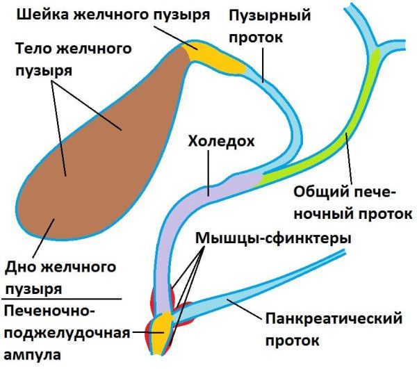 Анатомия желчного пузыря и желчных протоков