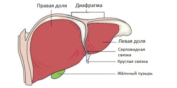 Печень рисунок анатомия