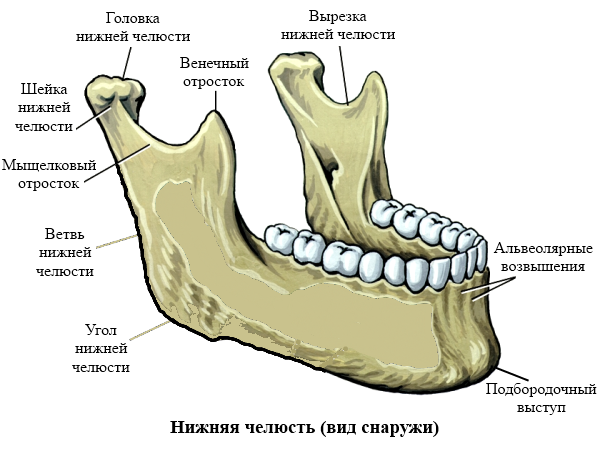 Анатомия нижней челюсти человека