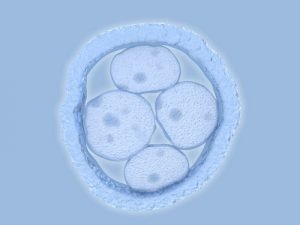 В Израиле создали искусственный эмбрион